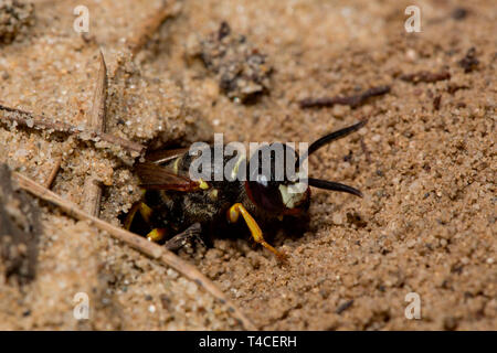 Unione beewolf, terreno sabbioso, nido, (Philanthus triangulum) Foto Stock