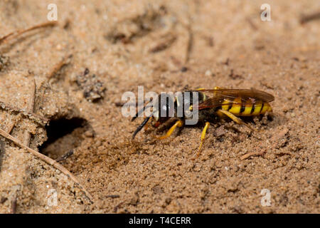 Unione beewolf, terreno sabbioso, nido, (Philanthus triangulum) Foto Stock