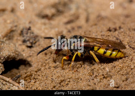 Unione beewolf, terreno sabbioso, nido, (Philanthus triangulum) Foto Stock