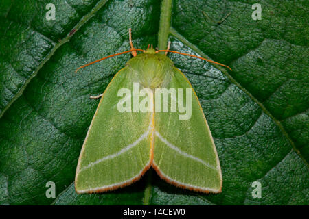 Argento verde-linee, (Pseudoips prasinana) Foto Stock