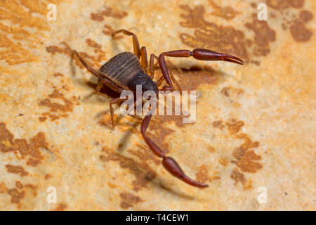 Casa pseudoscorpion, (Chelifer cancroides) Foto Stock