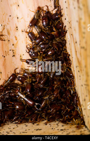 Comune, earwig di nidificazione di uccelli casella, (Forficula auricularia) Foto Stock