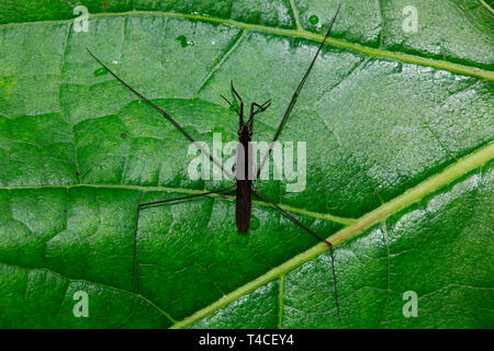 Stagno comune skater, (Gerris lacustris) Foto Stock