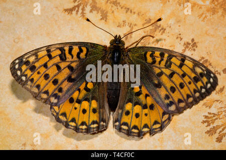 Verde scuro, fritillary (Argynnis aglaja) Foto Stock