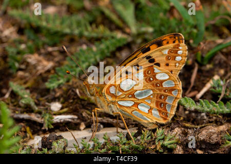 La regina di Spagna fritillary, (Issoria lathonia) Foto Stock