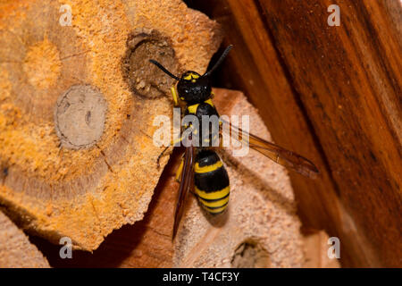 Mason wasp, allevamento cellula (Ancistrocerus nigricornis) Foto Stock