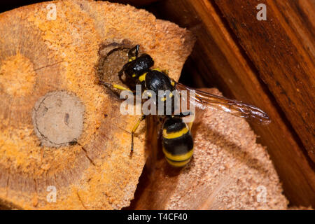 Mason wasp, allevamento cellula (Ancistrocerus nigricornis) Foto Stock