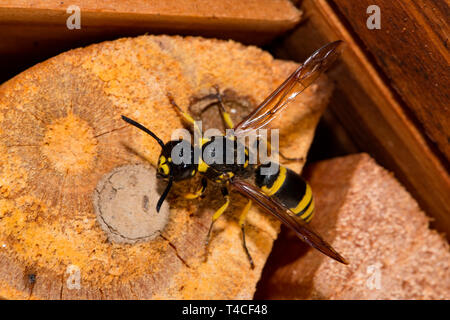 Mason wasp, allevamento cellula (Ancistrocerus nigricornis) Foto Stock