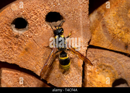 Mason wasp, allevamento cellula (Ancistrocerus nigricornis) Foto Stock