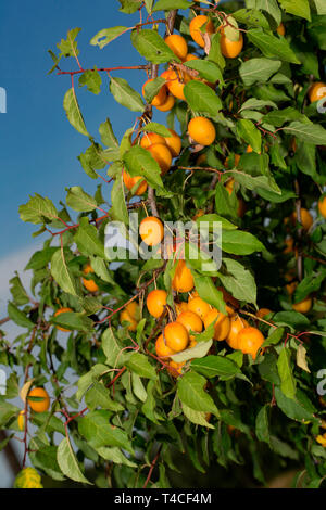 Mirabelle prugna, (Prunus domestica subsp. syriaca) Foto Stock