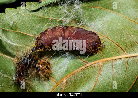 Gypsy Moth, ninfa, (Lymantria dispar) Foto Stock