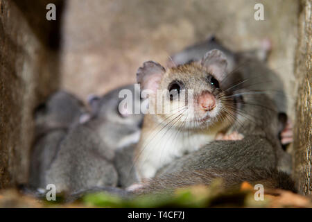 Moscardino commestibili, femmina con youngs, (Glis glis) Foto Stock