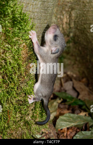 Moscardino commestibili, giovani (Glis glis) Foto Stock