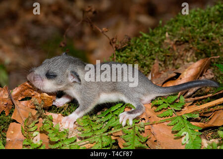 Moscardino commestibili, giovani (Glis glis) Foto Stock