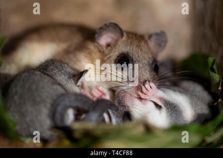 Moscardino commestibili, femmina con youngs, (Glis glis) Foto Stock