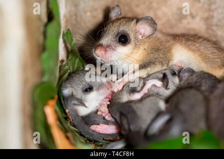 Moscardino commestibili, femmina con youngs, (Glis glis) Foto Stock