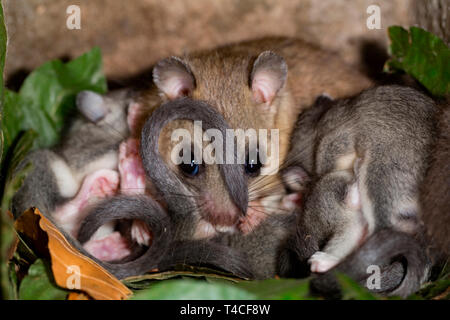 Moscardino commestibili, femmina con youngs, (Glis glis) Foto Stock