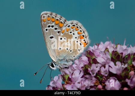 Chalkhill blu, (Polyommatus coridon) Foto Stock