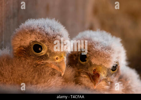 Il Gheppio comune, europea gheppio, pulcini, (Falco tinnunculus) Foto Stock