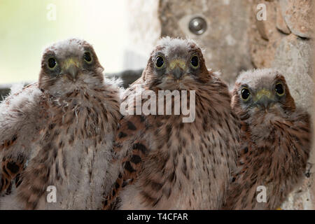 Il Gheppio comune, il novellame, (Falco tinnunculus) Foto Stock