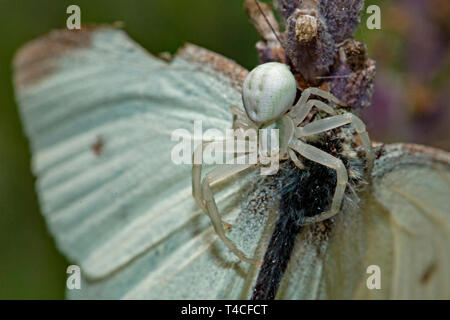 Oro ragno granchio con sequestrati butterfly, (Misumena vatia) Foto Stock