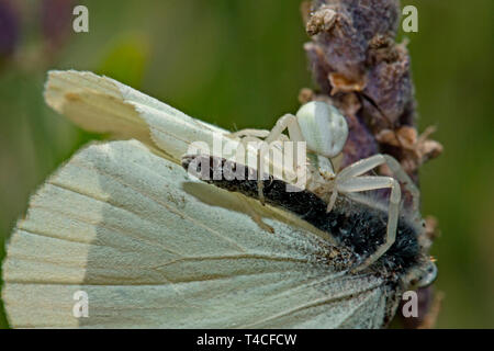 Oro ragno granchio con sequestrati butterfly, (Misumena vatia) Foto Stock