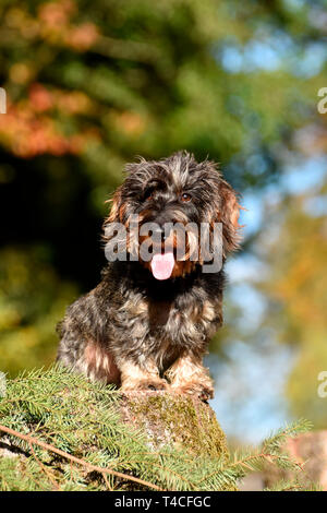 Miniatura Wirehaired Bassotto Foto Stock