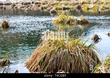 Una palude inondazioni a molla Foto Stock