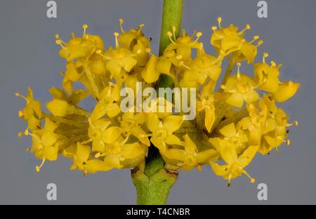 I fiori gialli del Corniolo (Cornus mas), Austria Foto Stock