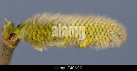 Fioritura di capra (salice Salix caprea), ramoscello con amento di salice, Austria Foto Stock