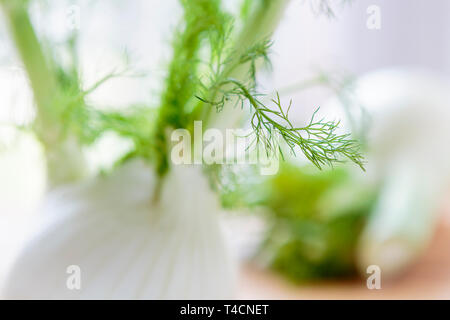 Close up dettaglio di finocchio fresco le lampadine con morbida messa a fuoco selettiva. Foto Stock