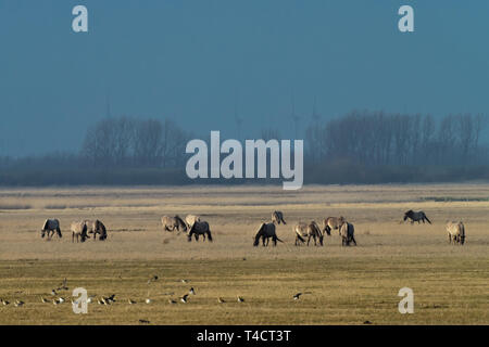 Allevamento di cavalli conik su un pascolo in inverno Foto Stock