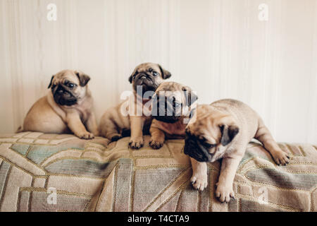 Pug cuccioli di cane seduto sul divano di casa. Piccoli cuccioli di divertimento. Allevamento cani Foto Stock