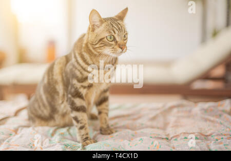 Bella capelli corti cat giocando al giardino sul letto di sole in una giornata di sole a casa Foto Stock