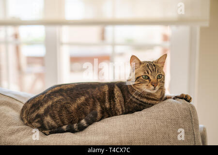 Bella capelli corti Gatto sdraiato sul divano di casa Foto Stock