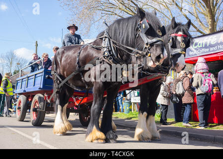 Thriplow, Cambridge, Inghilterra, Regno Unito - Marzo 2019: due Shire razza British cavalli neri in piedi di cavo, con dietro il carrello di trasporto persone Foto Stock