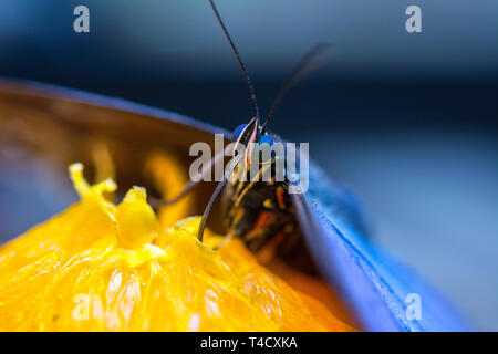 Un monarca, blue butterfly Foto Stock