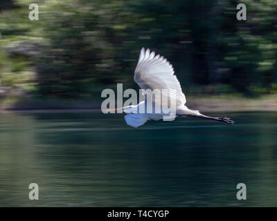 Airone bianco maggiore volando a bassa quota sopra il fiume arcobaleno in Florida Foto Stock