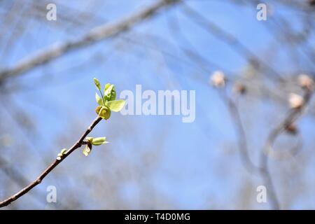 Emerging leaves of a Tulip Poplar tree (Liriodendron tulipifera) in spring Foto Stock