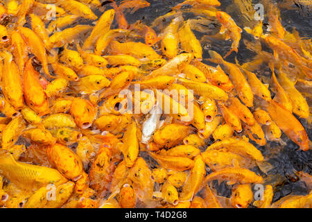 Affollata golden carpe in cerca di cibo in un stagno Foto Stock