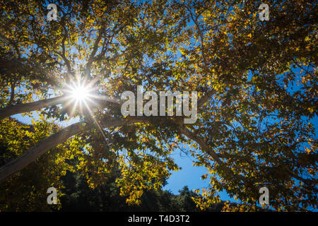 Sunstar luce splende attraverso il verde e il golden tree foglie. Foto Stock