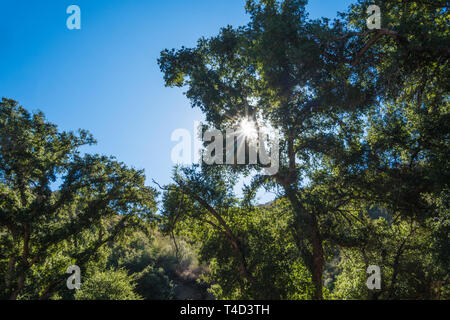 Luce di sole splende alto attraverso i rami degli alberi e foglie. Foto Stock