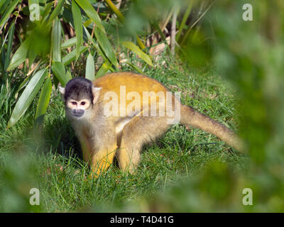 Nero-capped Scimmia di scoiattolo Saimiri boliviensis captive ritratto Foto Stock