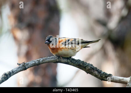 Brambling (Fringilla montifringilla) maschio. La maggior parte degli uccelli tipici della taiga del Nord in Scandinavia e Siberia Foto Stock