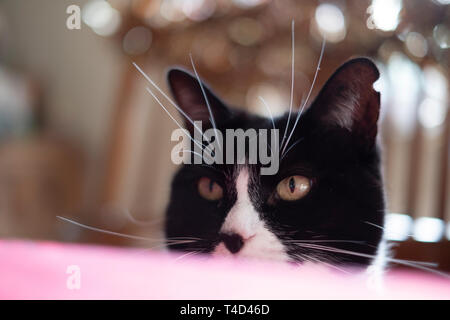 Un gatto trascorrere qualche ora di relax ricreazione! Foto Stock