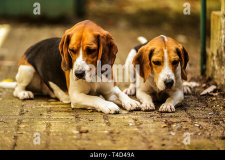 Cane Beagle godendo il tempo di gioco all'aperto su una vecchia base militare nel Devon UK. Foto Stock