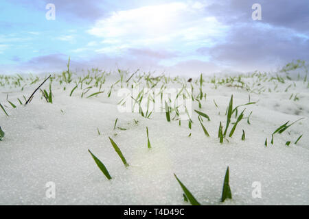 Agricoltura del Nord. Resistente al gelo di grano di inverno sotto la prima neve. Un breve giornata invernale con nuvole che vengono illuminate dal sole basso. Close-up, Foto Stock