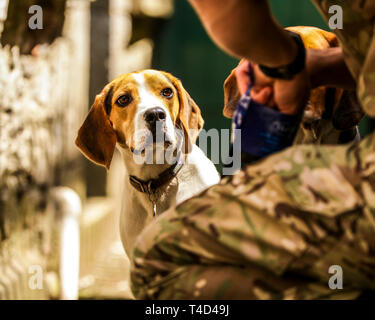 Cane Beagle godendo il tempo di gioco all'aperto su una vecchia base militare nel Devon UK. Foto Stock