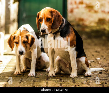 Cane Beagle godendo il tempo di gioco all'aperto su una vecchia base militare nel Devon UK. Foto Stock