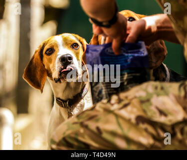 Cane Beagle godendo il tempo di gioco all'aperto su una vecchia base militare nel Devon UK. Foto Stock